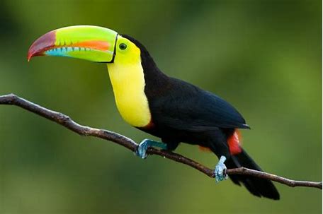 toucan tours nz